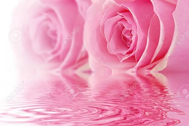 Black Rose And Skull Wallpapers