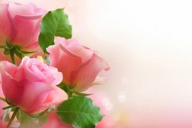 Pink Rose Wallpapers
