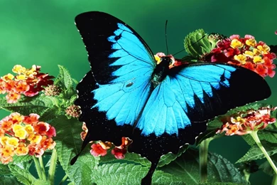 1920x1200px Butterfly Browser Themes & Desktop Backgrounds