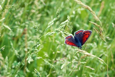 Butterflies Summer Butterfly Color Nature Desktop Backgrounds ...
