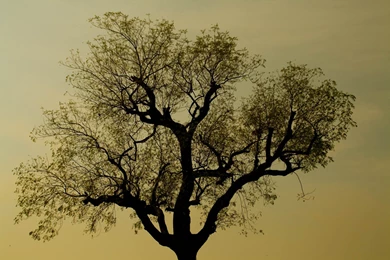 Tree Silhouette Wallpapers   HD Wallpaper Backgrounds Of Your Choice