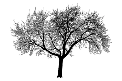 Amazing Tree Silhouette Wallpapers