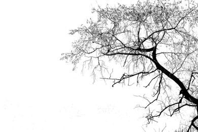 Tree Image Silhouette