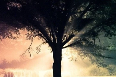 Tree Silhouette iPhone 6 Wallpapers 34125   Nature iPhone 6 ...