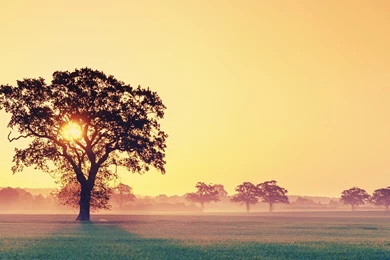 Tree Silhouette Sunrise Wallpapers