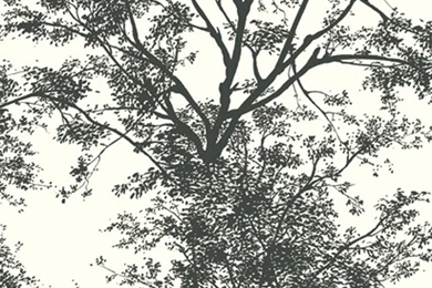 Tree Silhouette Wallpapers