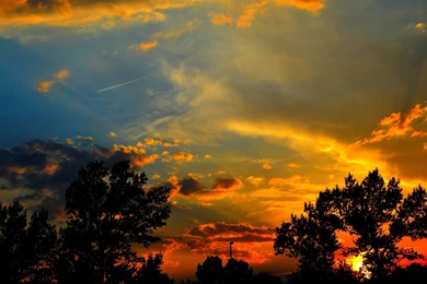 Tree Silhouette Wallpapers HD