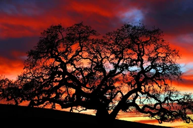 Dusk Under The Tree Silhouette Beauty Wallpapers