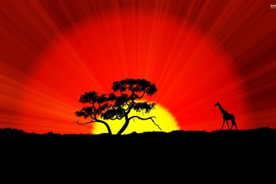 Giraffe And Tree Silhouette In The Sunset : Desktop And Mobile ...