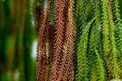 Plants Nature 40 HD Desktop Wallpapers : Widescreen : High Definition