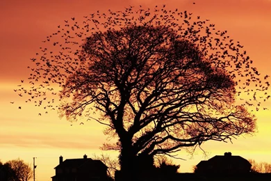 Tree Silhouette Photography Wallpaper_other_health Questions ...