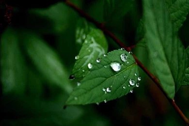 Hd Nature Wallpapers