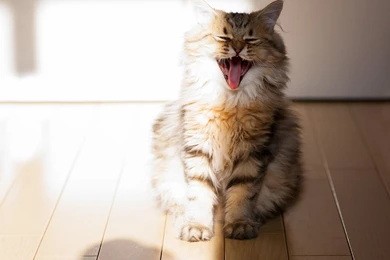 A Very Happy Cat >> HD Wallpaper, Get It Now!