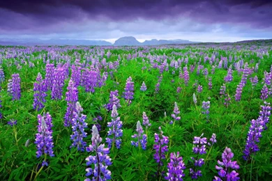 Purple Flowers Desktop Wallpapers Picture 1280x720 Widescreen Hd ...