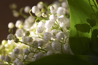 Calla Lily Flowers Desktop Wallpapers ~ Toptenpack.com