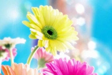 Wallpapers Desktop Widescreen Flowers