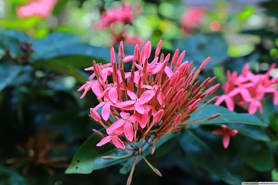 Flowers Tumblr HD 16:9 16:10 Desktop Wallpaper: Widescreen : High ...