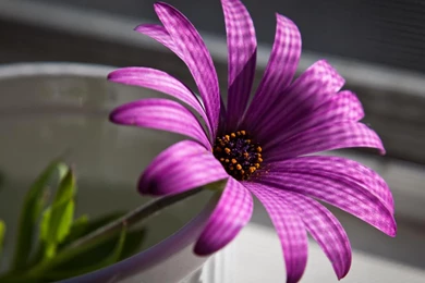 High Resolution Flowers Best Wallpapers Full Size   SiWallpaperHD 12290