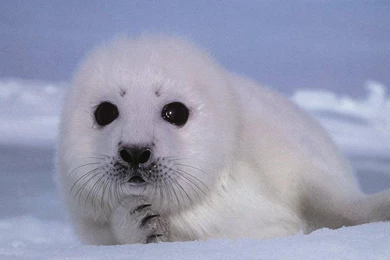 Baby Seal wallpaper 17.jpg