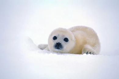 Baby Seal Wallpapers   Wallpapers Cave
