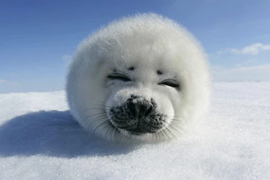 Baby Seal Wallpapers Wallpapers Cave