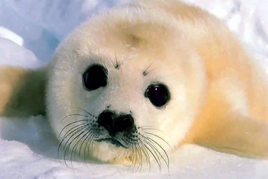 Baby Seal Wallpapers   (