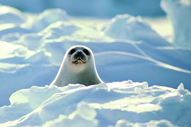 Baby Seal Cute Wallpapers – Daily Backgrounds In HD