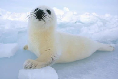 Baby Seal Wallpapers