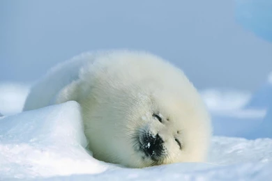 Cute Baby Seal HD Desktop Wallpapers : Widescreen : High Definition ...