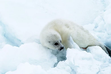 Seal Wallpapers, Images, Photos, Pictures & Pics