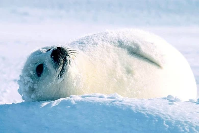 Wallpapers Snow, Winter, White, Seal, Baby Seal.