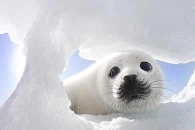 Baby Seal wallpaper 17.jpg