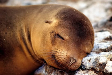 Seal Wallpapers   Cute Seal Water Photos Gallery