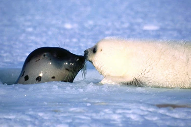 Harp Seal Wallpapers   Animal Wallpapers