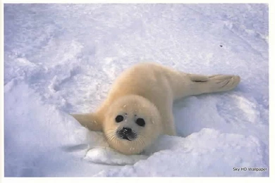 Baby Seal — Crafthubs