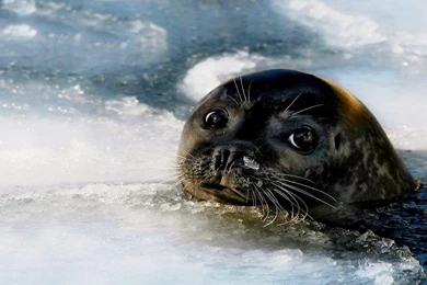 Baby Seal   (