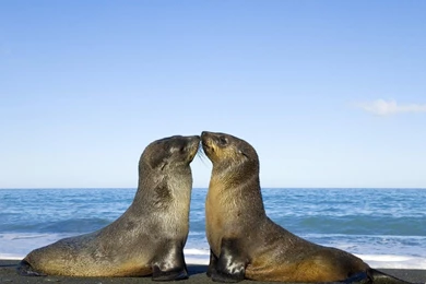 Intimate Seal Baby Pictures animal Moments   1280x960 Wallpapers ...