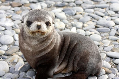 Baby Seal Cute Wallpapers – Daily Backgrounds In HD