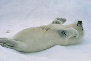 Harp Seal Desktop Wallpapers