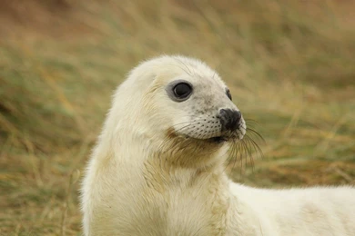 White Baby Seal Uhd Wallpapers   Ultra High Definition Wallpapers ...