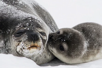 Cute Baby Seal Kiss HD Desktop Wallpapers : Widescreen : High ...