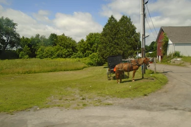Horses Amish Buggy Summer Horses Country Wallpapers For Desktop ...