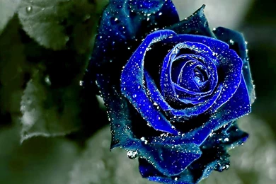 Blue Rose Hd Wallpapers Download Blue Rose Images Free
