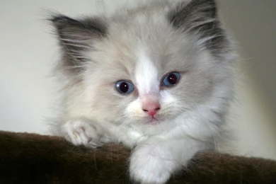 Cat Pics Wallpapers Download