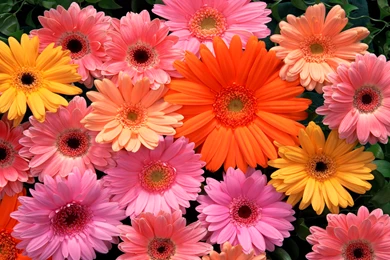 Beautiful Flowers Wallpapers Download,desktop Wallpapers