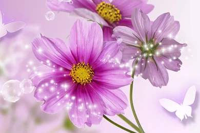 57 Celebration Of Cosmos HD Wallpapers 382 :: Celebrations Hd ...