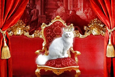 Royalty Wallpapers   (