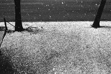 Royalty Free Wallpapers