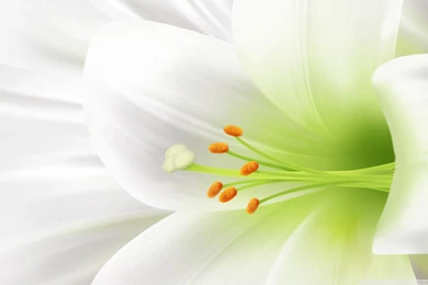 White Lily, Easter Flower HD Desktop Wallpapers : Widescreen : High ...