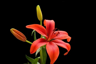 Lily Flower Images And Wallpapers Download